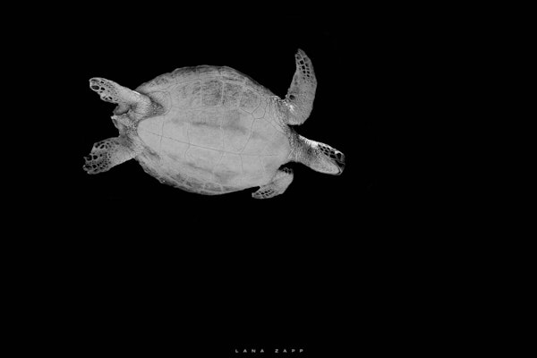 Sea Turtle Swimming Underwater - Lana Zapp Photography