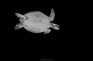 Sea Turtle Swimming Underwater - Lana Zapp Photography