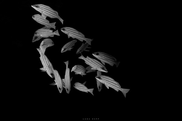 A school of striped fish swimming in a dark ocean - Lana Zapp Photography