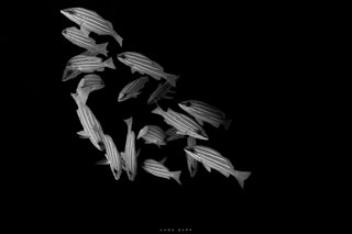 A school of striped fish swimming in a dark ocean - Lana Zapp Photography