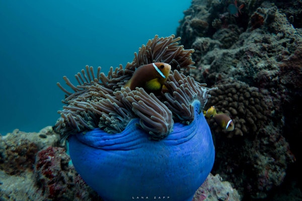 Clown Fish of Maldives - Lana Zapp Photography