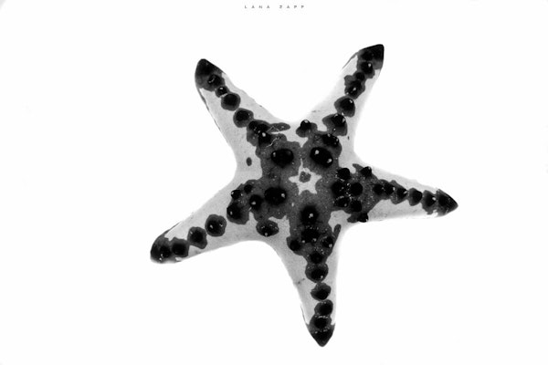 Sea star black and white - Lana Zapp Photography