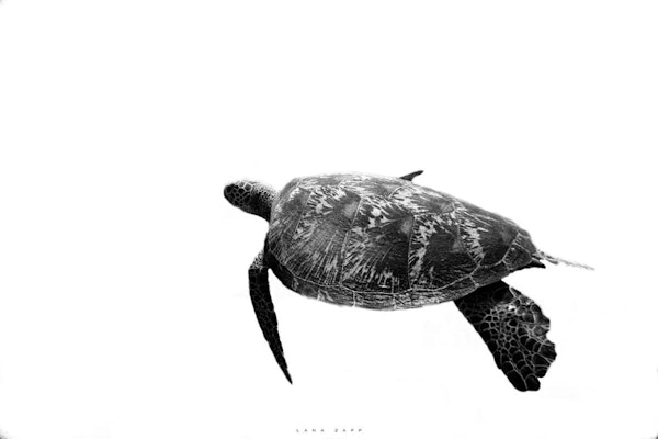 Loggerhead sea turtle in monochrome - Lana Zapp Photography