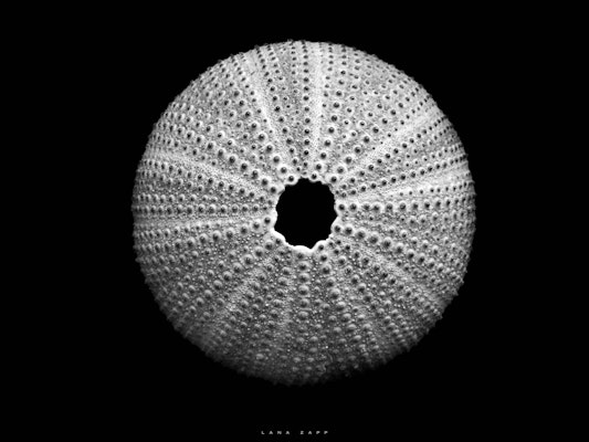 Details of Urchin Shell - Lana Zapp Photography