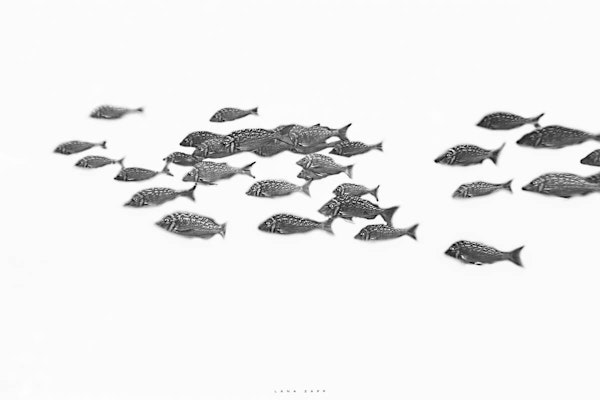 School of fish in monochrome - Lana Zapp Photography