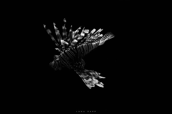 Lionfish in monochrome - Lana Zapp Photography